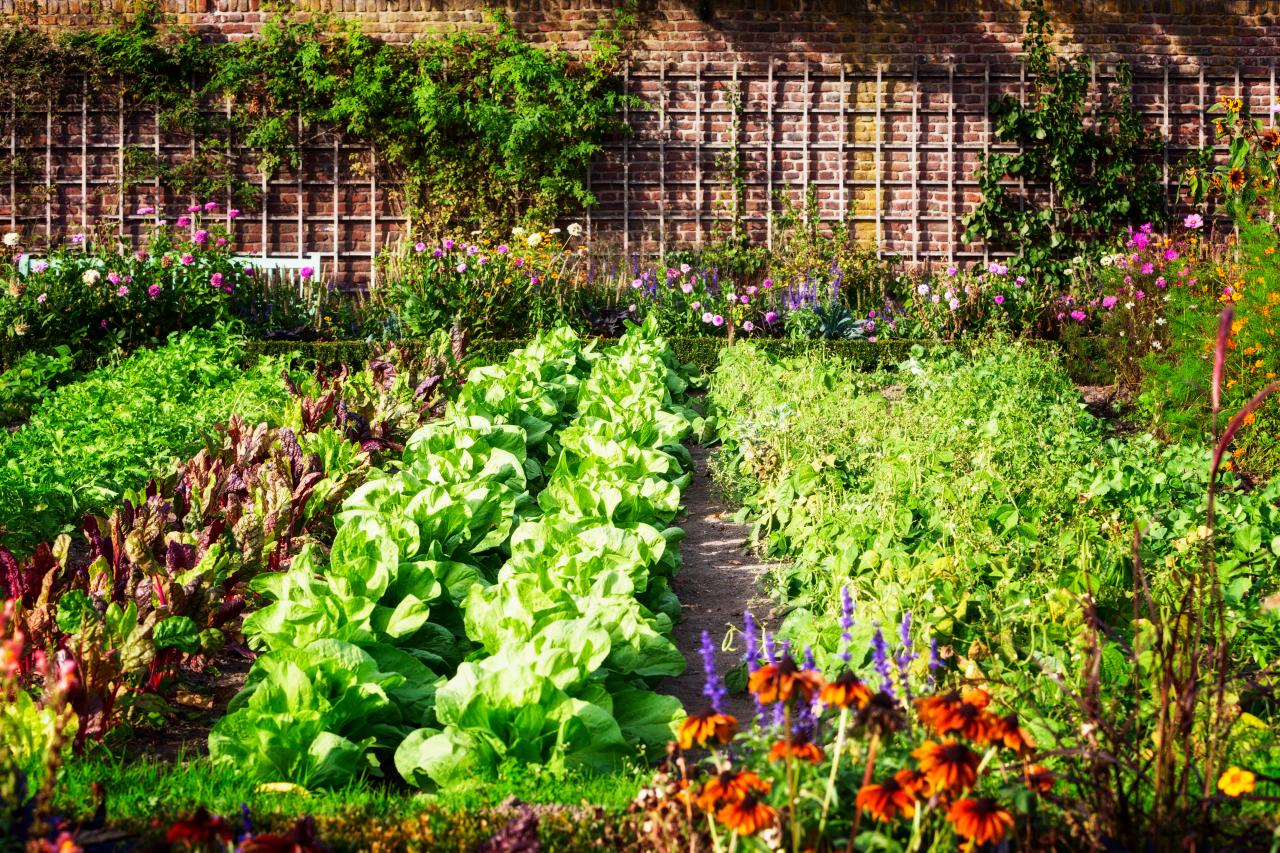 An abundant, lush regenerative garden with edible plants and vibrant green vegetation